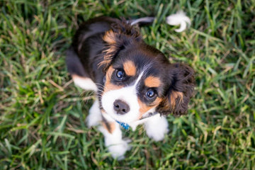 Teaching Your Puppy to Pee Outside