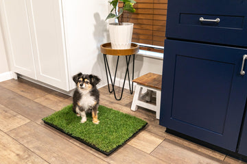 A happy dog using the best indoor potty