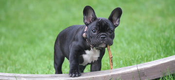 A puppy on grass lawn