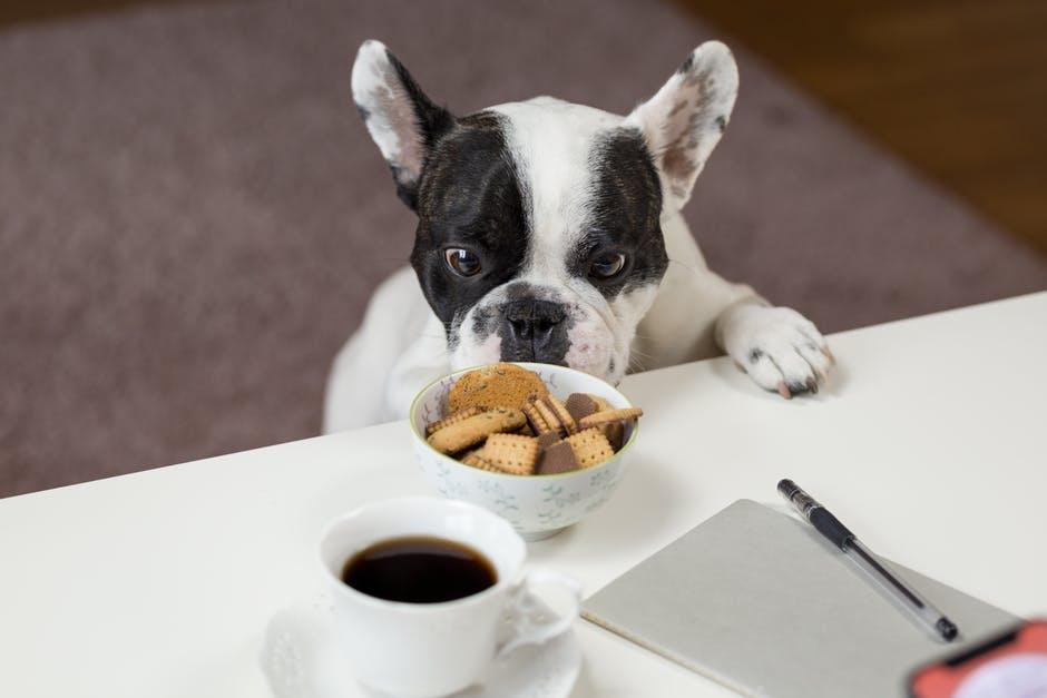 Best dog treats shop for boston terriers