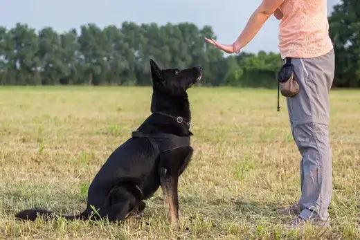 Clicker Training 101: How it Really Works