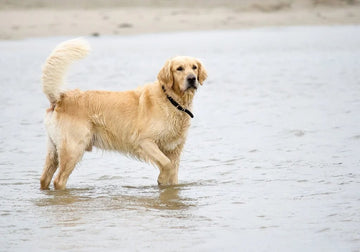 Dog Beach Tips