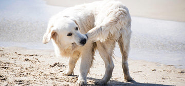 Why Do Dogs Chase Their Tails
