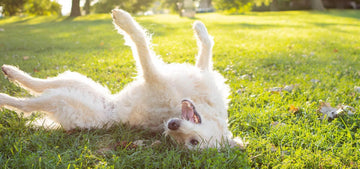 Why Dogs Love Rolling on the Grass