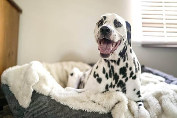 Why Do Dogs Lick Air?