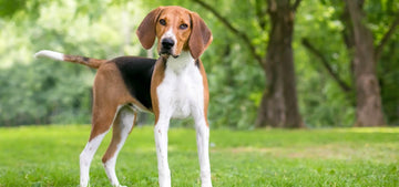 Why Do Dogs Shake Their Heads