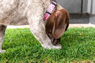 Dog Urine Ruining Lawn