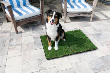 Gotta Go Grass - Real grass balcony dog potty for extreme weather