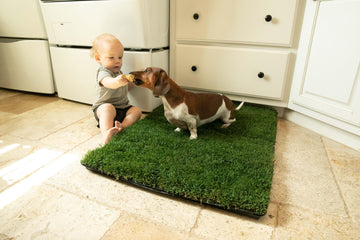 Indoor Grass Potty Pad - your pet's natural space for relief, and a partner for happy family