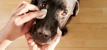 Dog Eye Health: Decoding the Mystery of Red Eyes and the Role of a Clean Environment