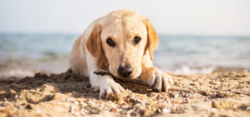 Various Dog-Friendly Venue Types Across the US