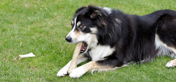 Why Do Dogs Like Bones
