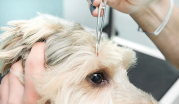 Where to Check for Ticks After Spending Time Outdoors