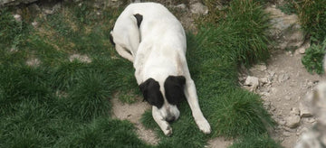 Why Do Dogs Eat Rocks