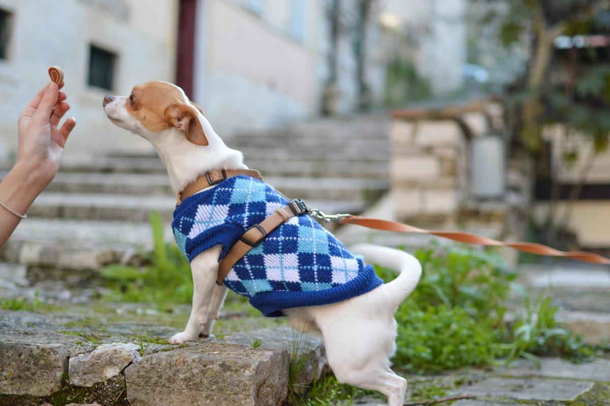 View of Common Misconceptions About Dog Dental Chews