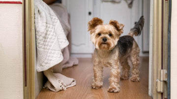 dog-keeps-missing-the-grass-pad