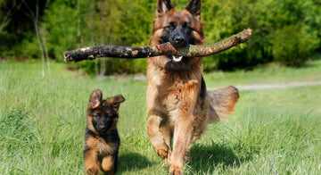 faqs-about-grass-pads-for-dogs