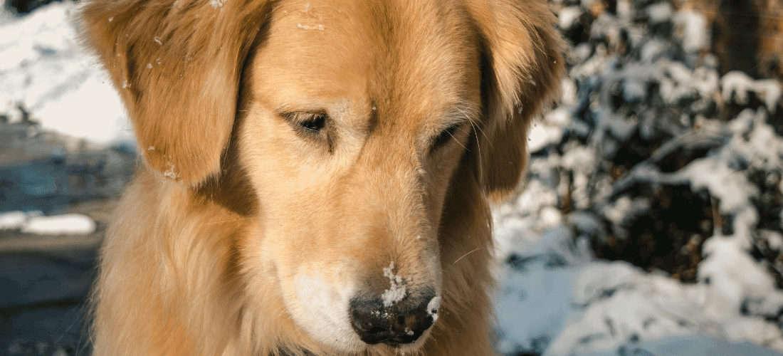 Potty training a puppy in best sale the winter