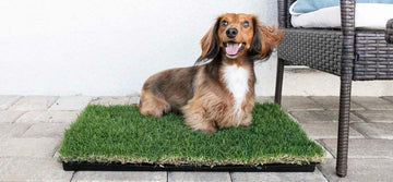 gotta-go-grass-reviews