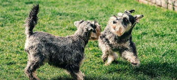 Grass Potty Pads for Dogs