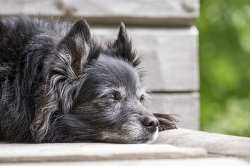 grass-pad-for-senior-dogs