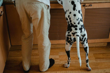 how-do-you-know-if-your-dog-loves-you