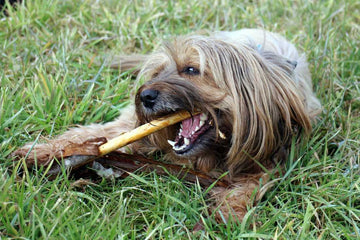 how-dog-dental-treats-prevent-bad-breath