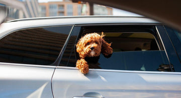 how-gotta-go-grass-eases-travel-with-dog