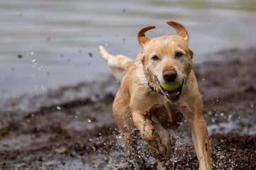 how-grass-pads-support-dogs-with-limited-mobility