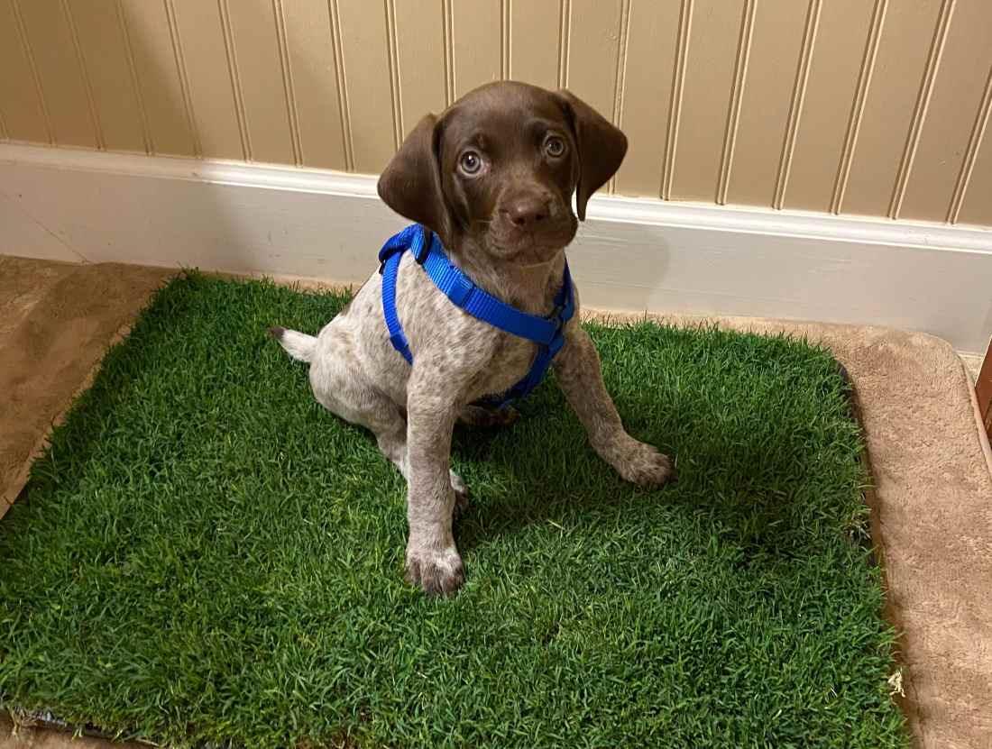 Shops green grass puppy pads