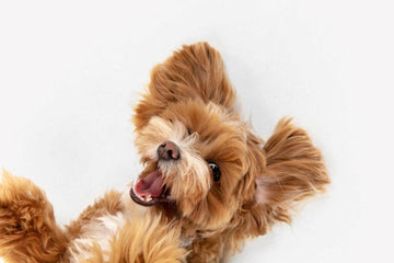 how-to-keep-your-dog-healthy