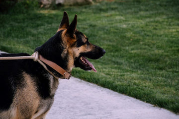 how-to-manage-dog-dog-aggression