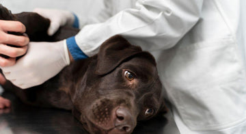 how-to-prepare-for-pet-emergencies