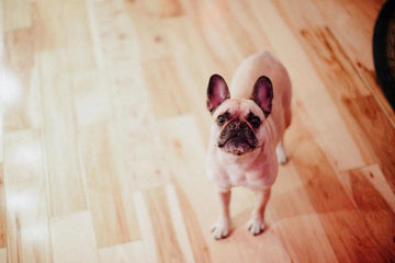 how-to-stop-dog-barking-at-visitors