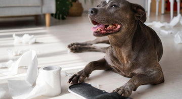 how-to-stop-submissive-urination-in-dogs