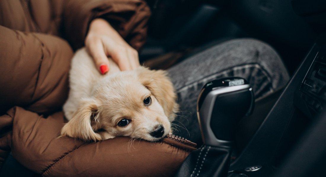 Beautiful view of Canine Anxious Drivers Grass Eating