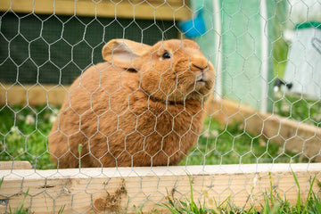 is-cardboard-safe-for-rabbits