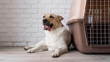 is-crate-training-good-for-dogs