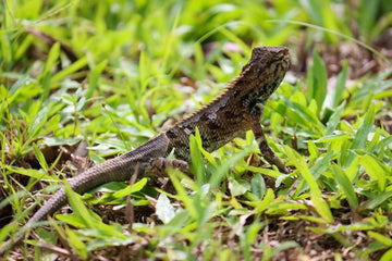 lizard-on-grass
