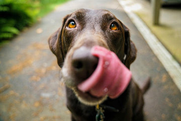 Is Watermelon Good for Dogs