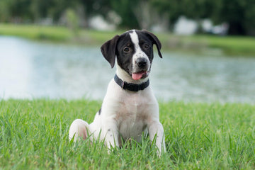 Potty Train a Puppy