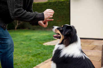 positive-reinforcement-in-dogs-vs-aversive-training