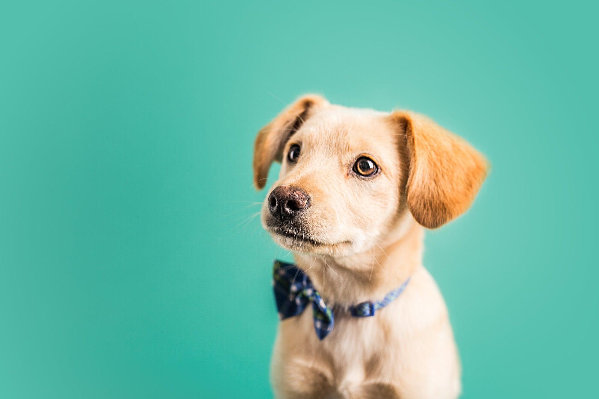 How to make 2024 puppy use training pads