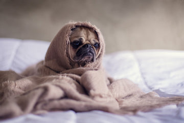 spring-allergies-in-dogs