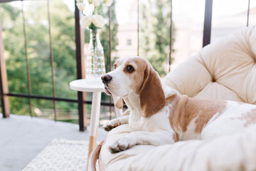 spring-cleaning-tips-pet-owners