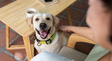 tips-for-boarding-your-dog-for-the-first-time