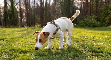 what-dogs-poop-is-telling-you