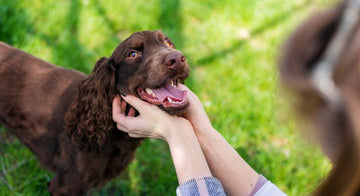 where-to-set-up-grass-pad-for-dogs