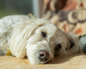 why-is-my-dog-whining-so-much