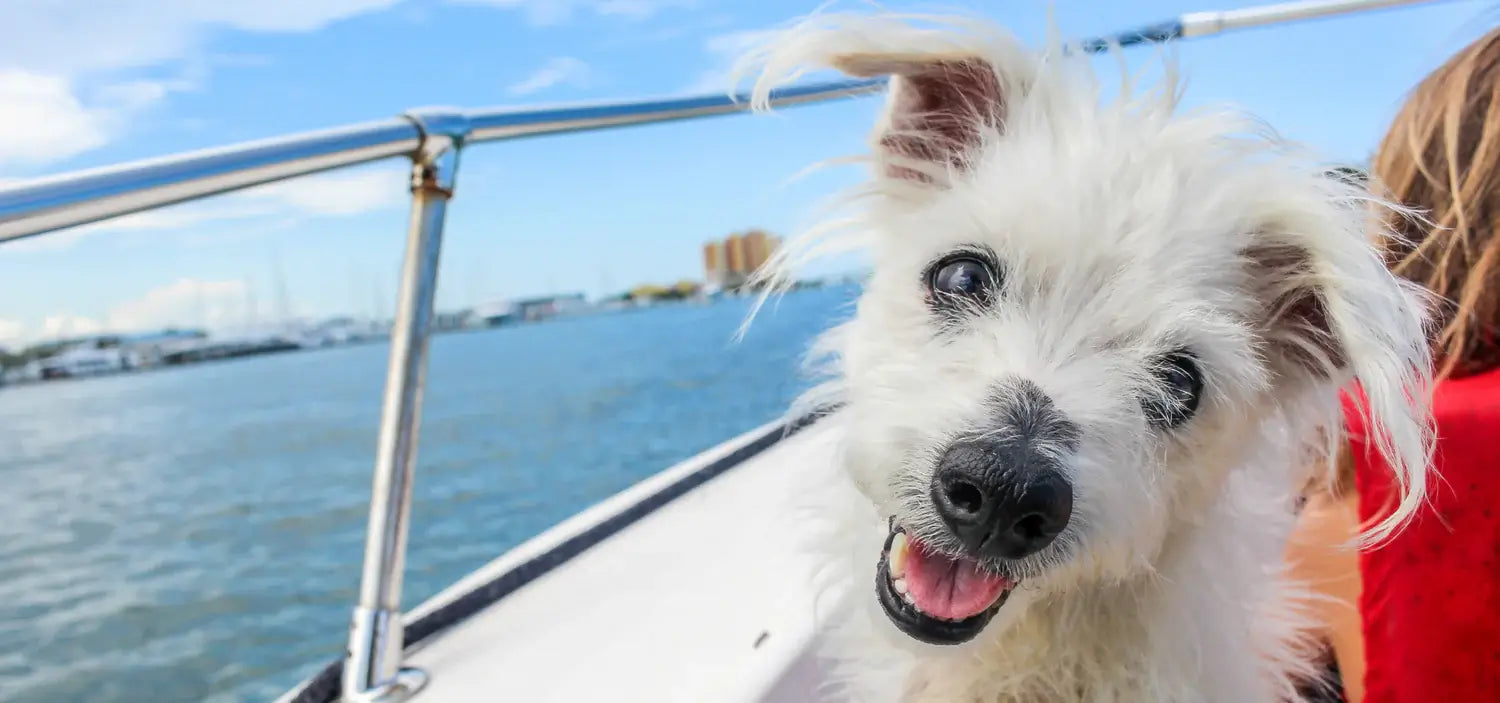 Roadtrip-friendly dog potty grass